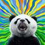 Angry panda