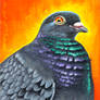 Pigeon