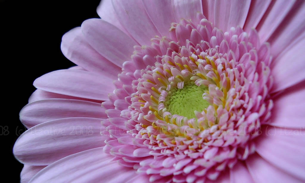 Pink Compositer Pink Composite by Itzalive on DeviantArt