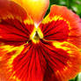 Red Pansy - 2