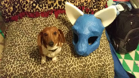 Size comparison between Dachshund and my Wolf head