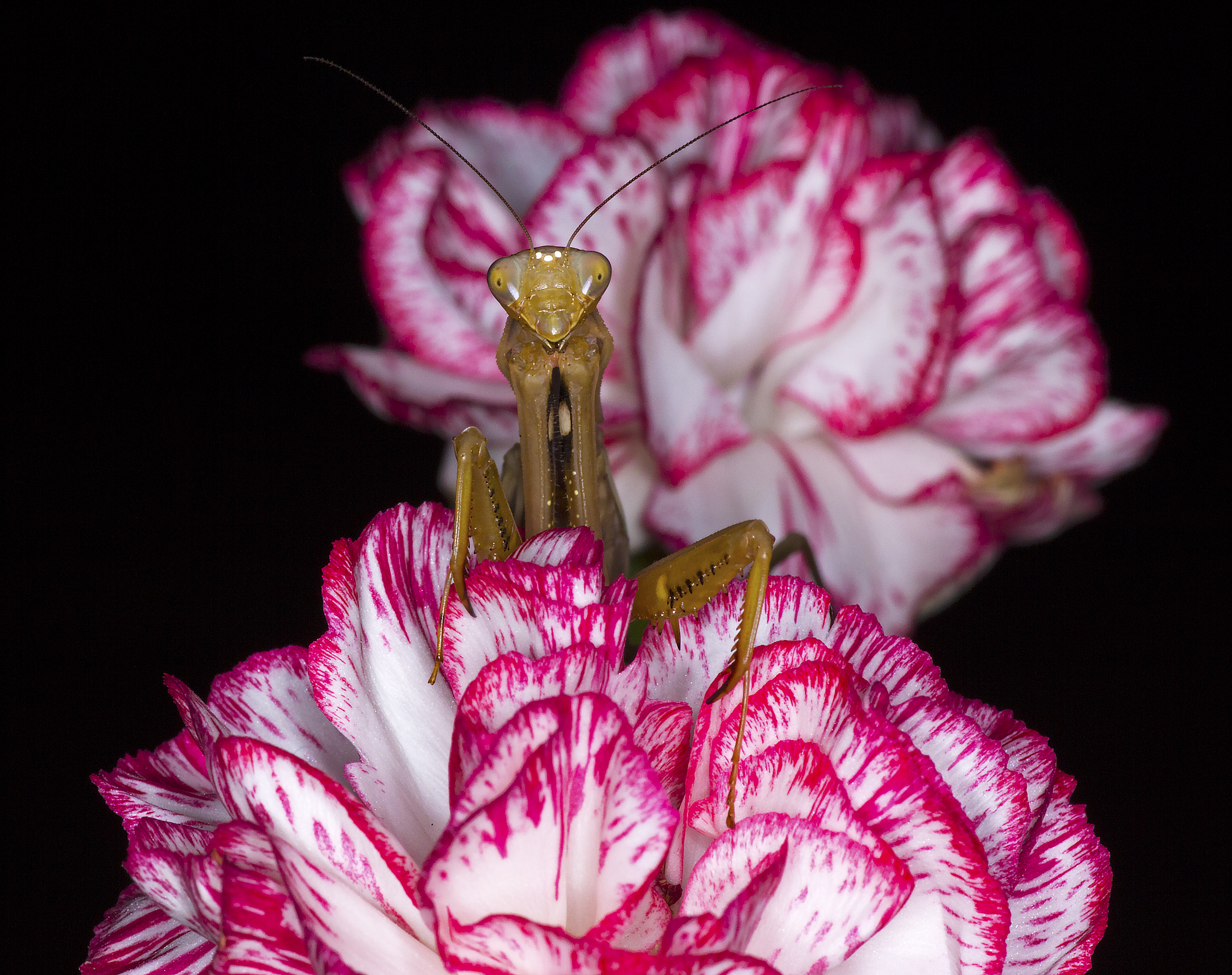 Praying Mantis resting on a carnation