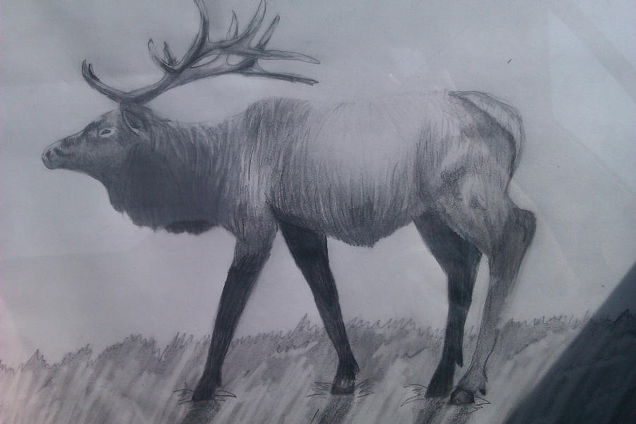 Elk