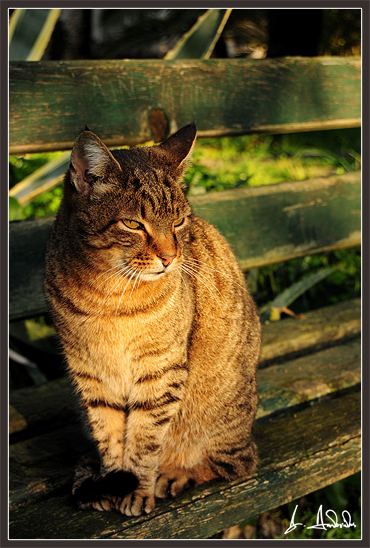 Cemetary cat