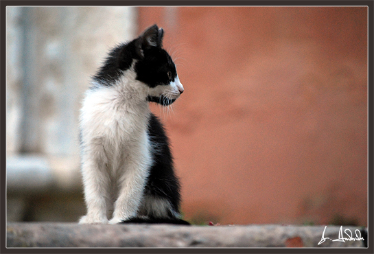 Kitty in Black