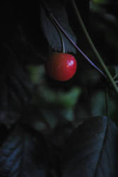 Cherry