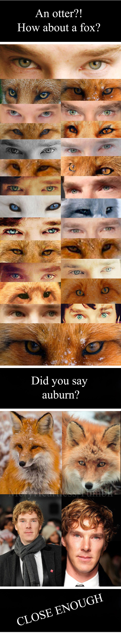 Benedict Cumberbatch Has Fox Eyes