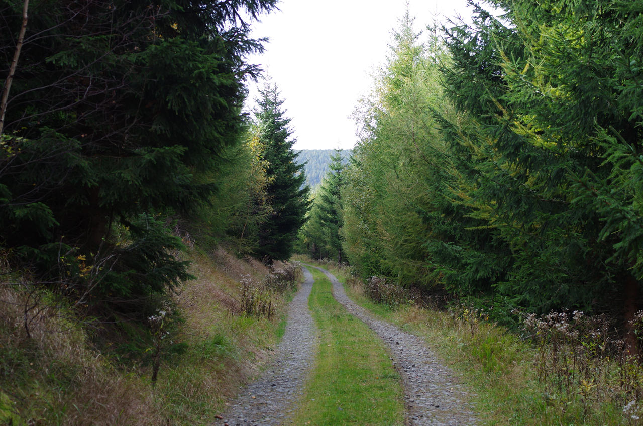 Forest trail