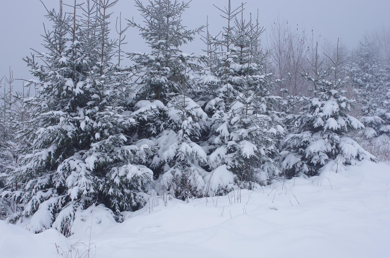 Snow trees