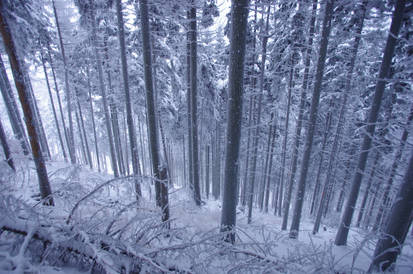 Mountain forest