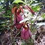 Red Ladies Slipper Flower