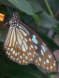 Blue Morpho