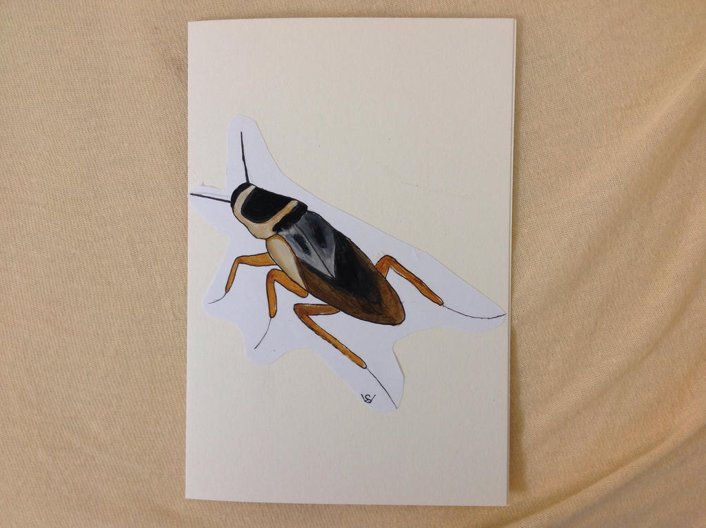 Cockroach by Bichinhoartista on DeviantArt