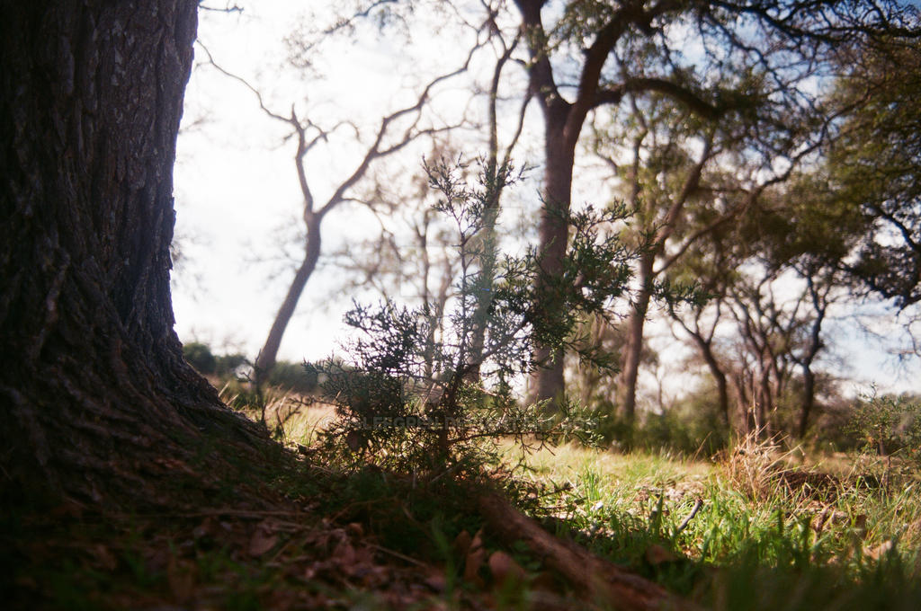 Little Tree Obsession Little Tree by JSLefgren on DeviantArt