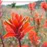 Indian Paintbrush