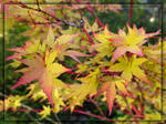 Maple Beauty by Asura-Valkyrie