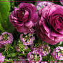 Purple Ranunculus