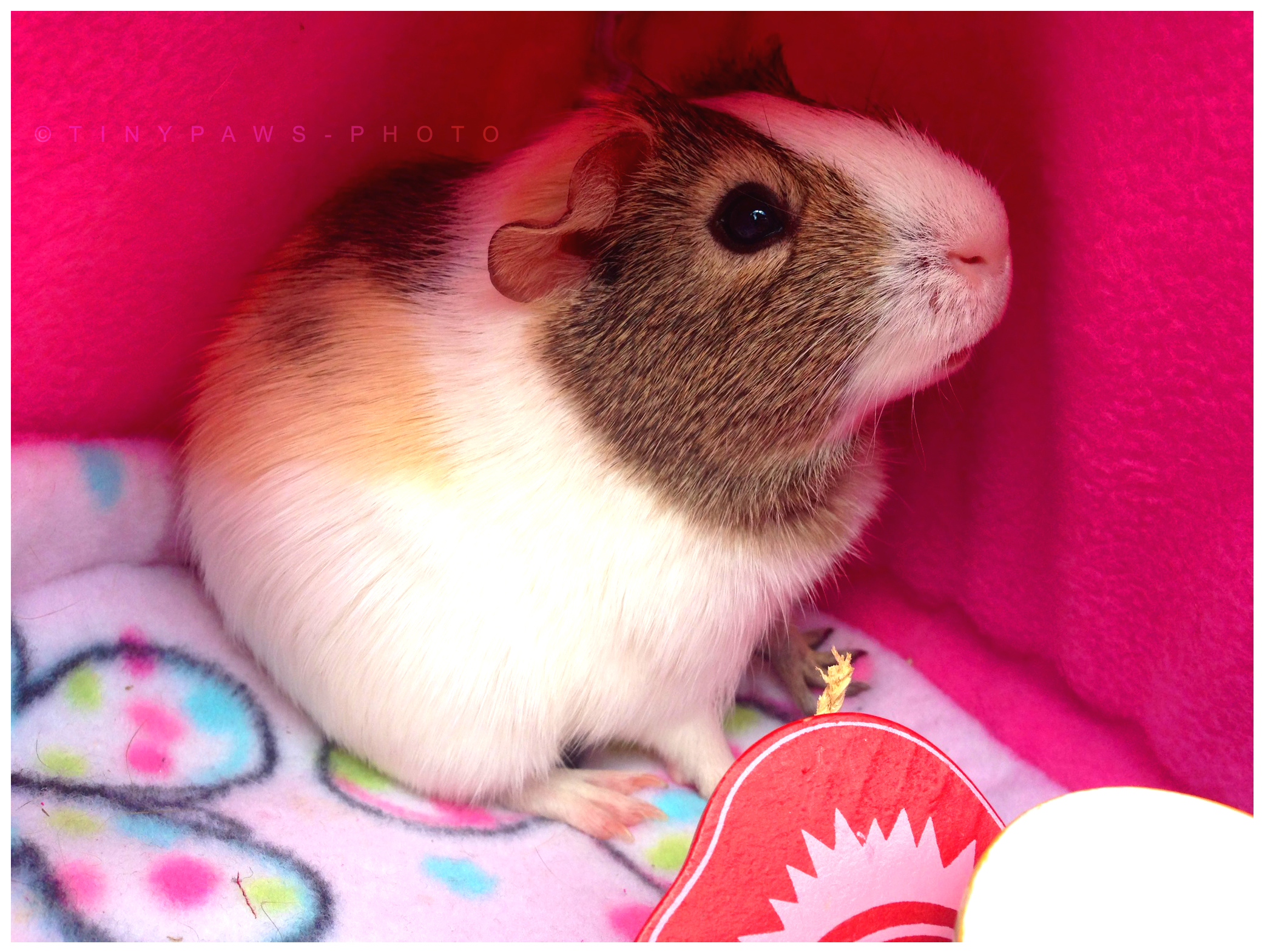 .:Cavy.Cuddles:.