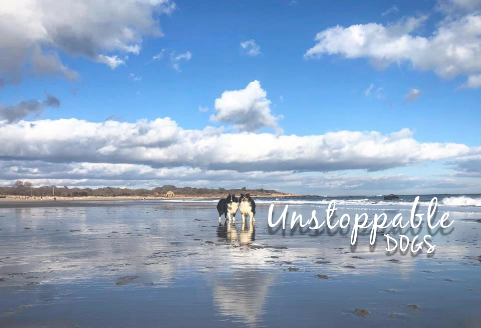 UnstoppableDogs2.7.20