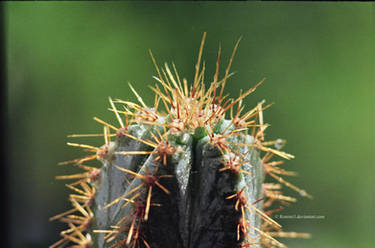 cactus' spines II