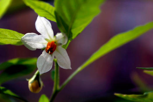 flower like a snowflake