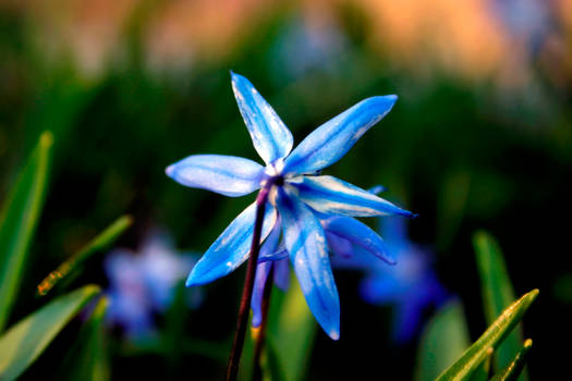 flower with blue sky