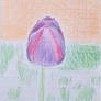 tulip