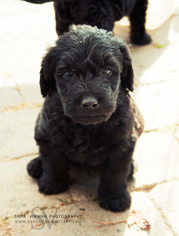 Labradoodle