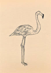 Flamingo sketch