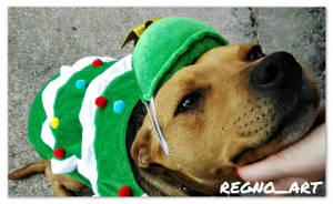 Stella the Christmas Huntaway Dog by RegnoArt Stella the Christmas Huntaway Dog by RegnoArt