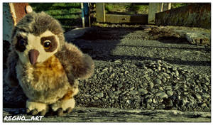 Wyatt the Morepork 185