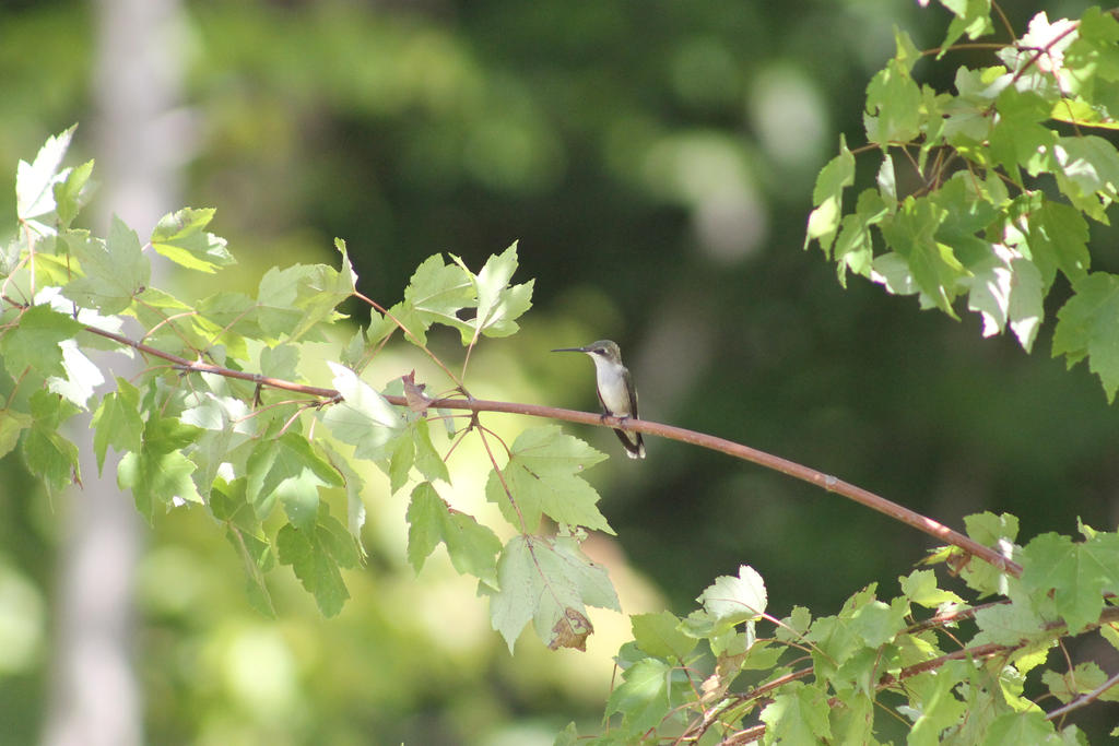 Hummingbird