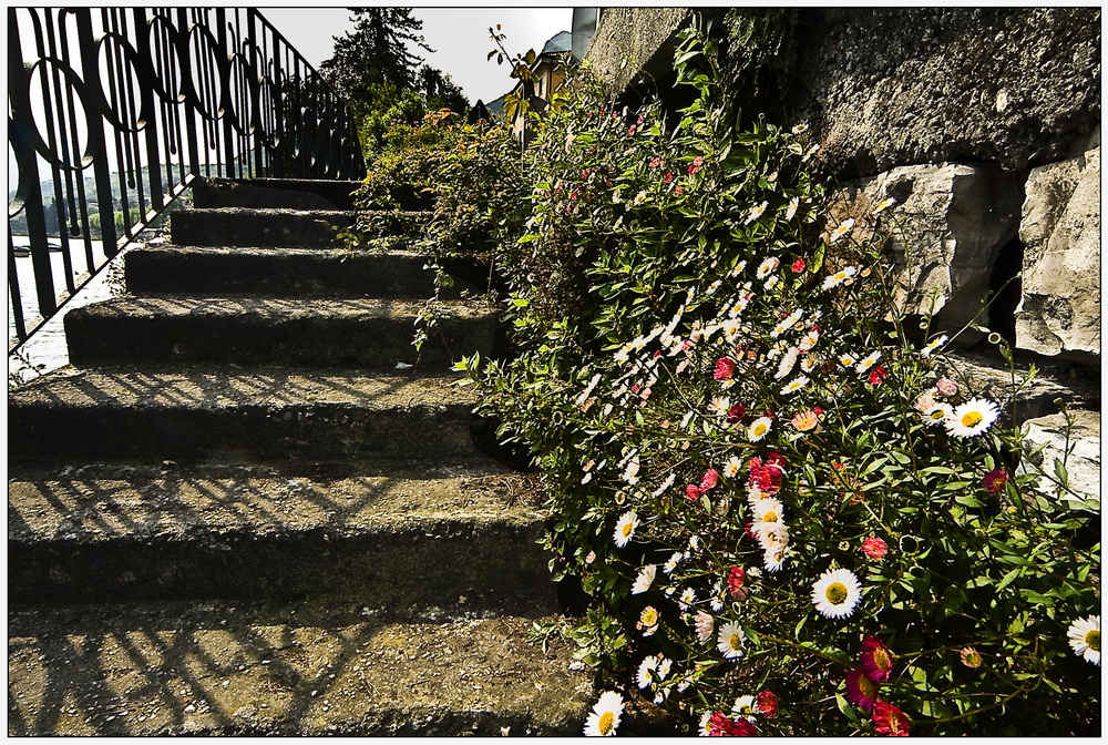 Old stair with flowers