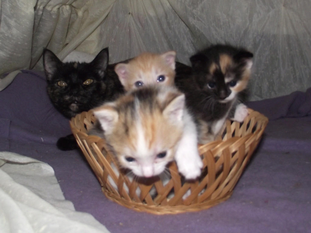 Basket Full of Kittens