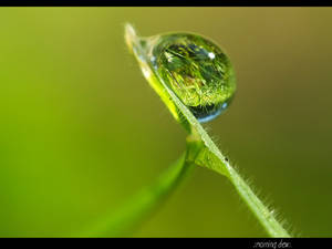 Morning Dew