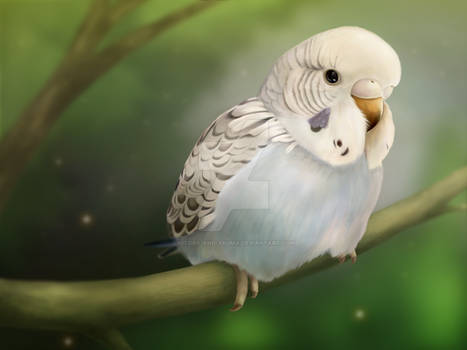 Cutie-budgie