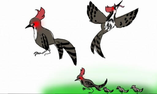 Crested Quill (Noctora Catalogue)