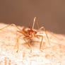 Aggresive weaver ant