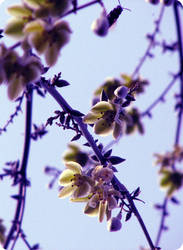 Twillight Blooms