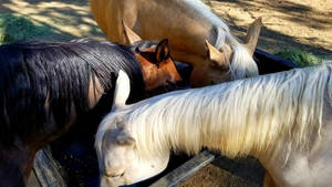 Horse Family