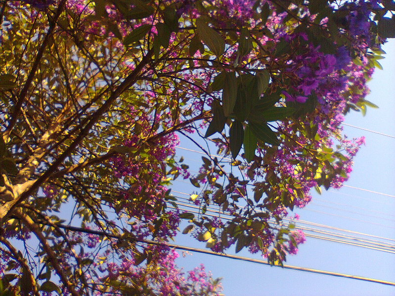 Purple Flowers