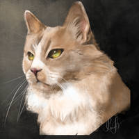 CAT PORTRAIT COMISSIONS IS OPEN  by Dominichiwe