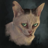 Meme cat portrait. Commission is open  by Dominichiwe
