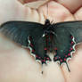 Butterfly on mi hand. x3