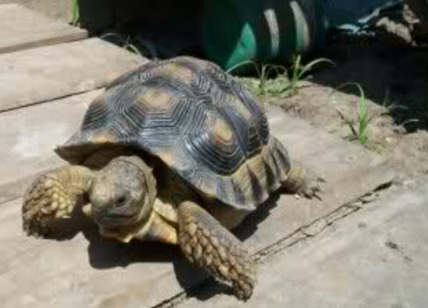 Bartolo, my tortoise. x3