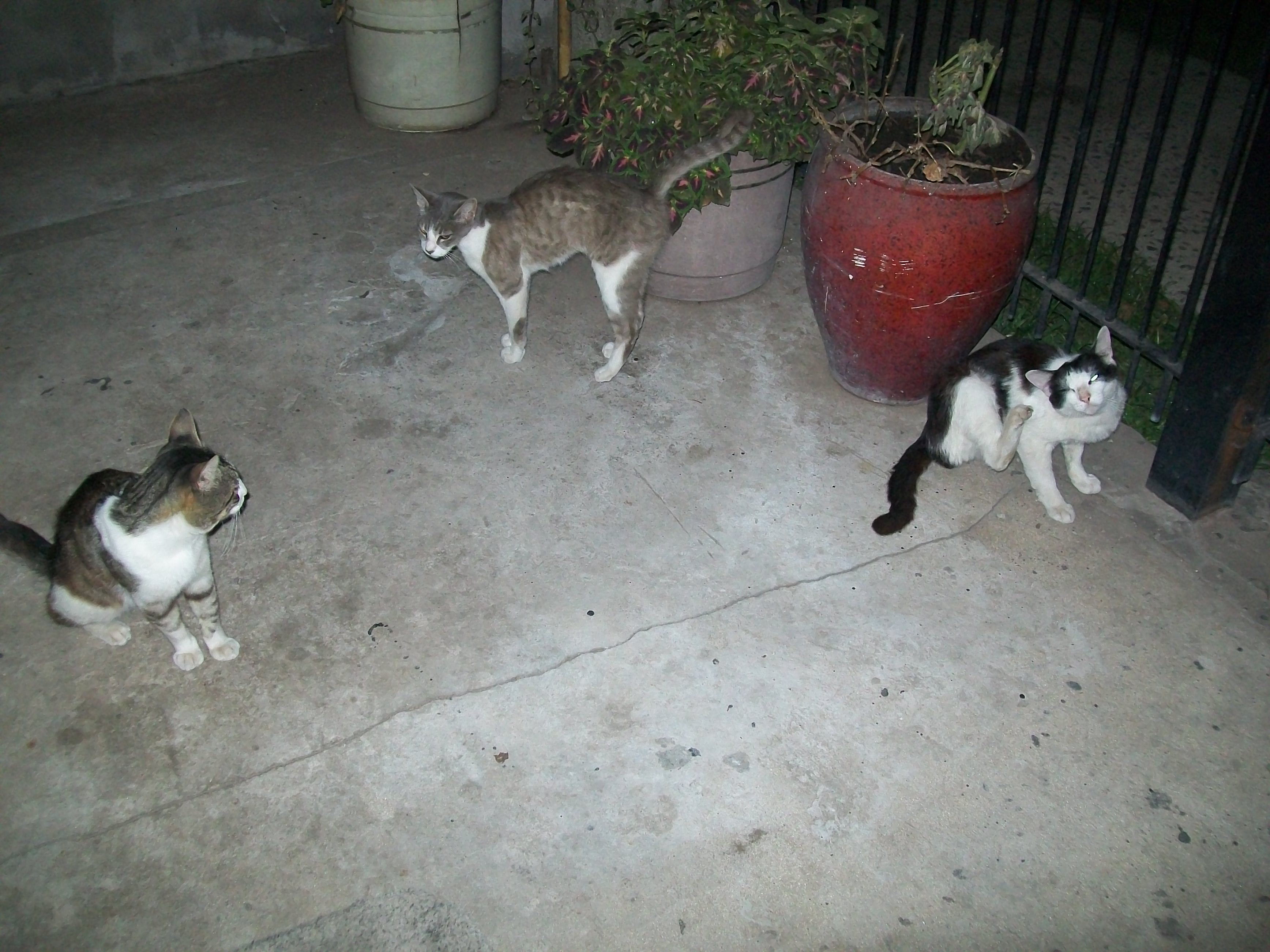 Three stray cats in my house, I love them! nwn