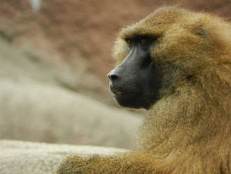 Baboon Sees All