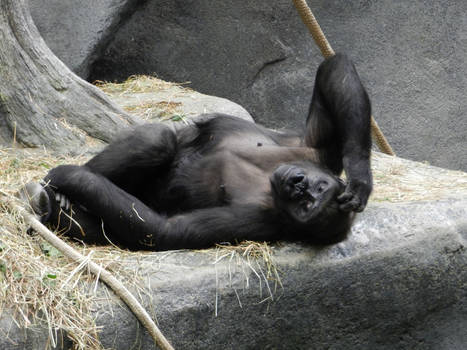 Gorilla Nap Time