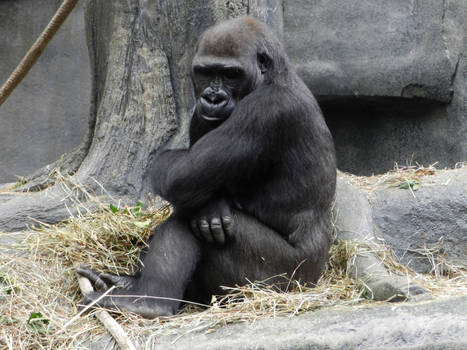 Shy Gorilla