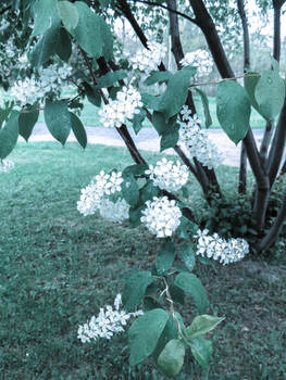 Fleurs du parc 1